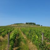 Exploring the Sherry Triangle: Understanding the Casks that Shape Whisky