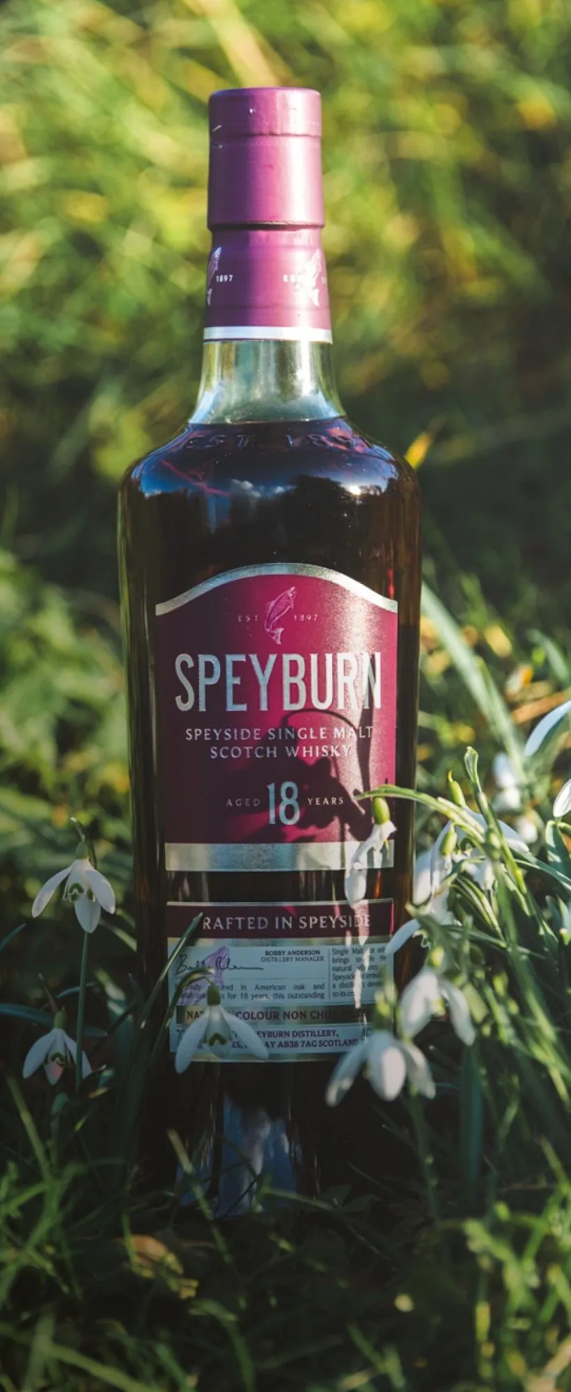 The original Speyburn 18 Year Old bottle among snowdrops, with its full neck and cap visible